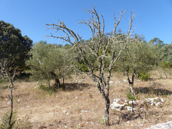 3. Erscheinung der Muttergottes, 13. Juli 1917
