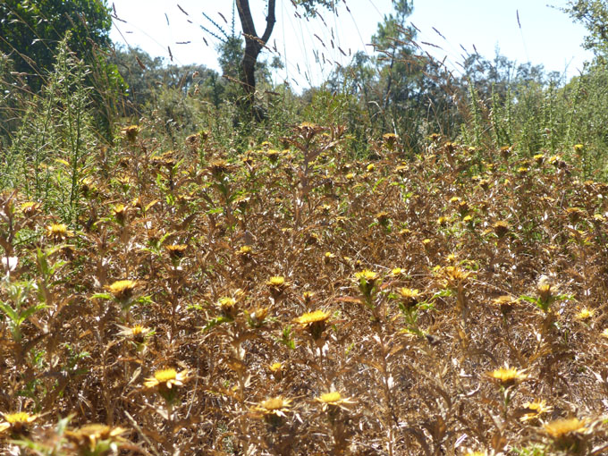 5. Erscheinung der Muttergottes, 13. September 1917